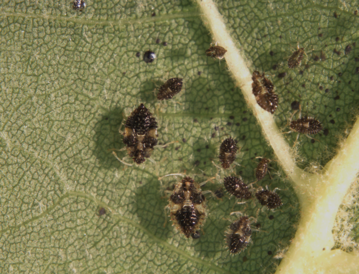 Perst Database Forest Pest Database - Forest Pest Database