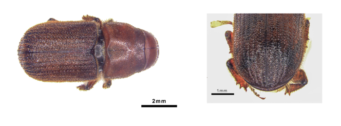 Perst Database Forest Pest Database - Forest Pest Database