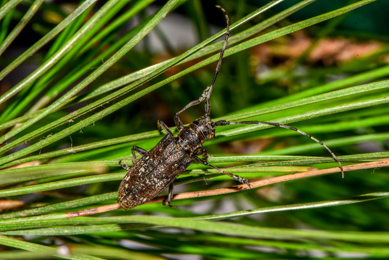 Perst Database Forest Pest Database - Forest Pest Database