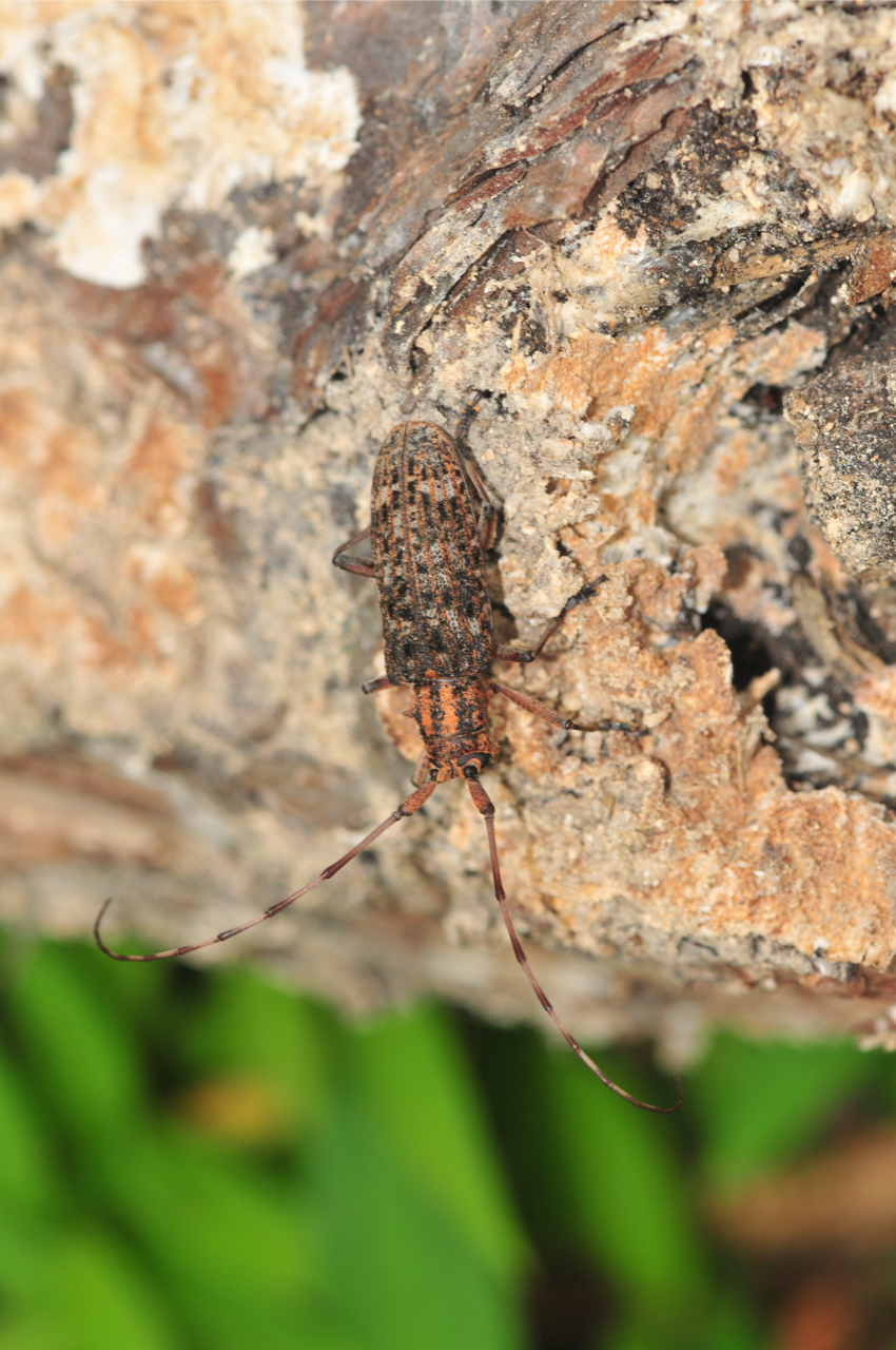 Perst Database Forest Pest Database - Forest Pest Database