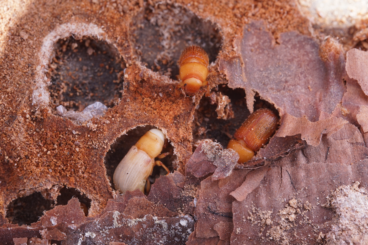 Perst Database Forest Pest Database