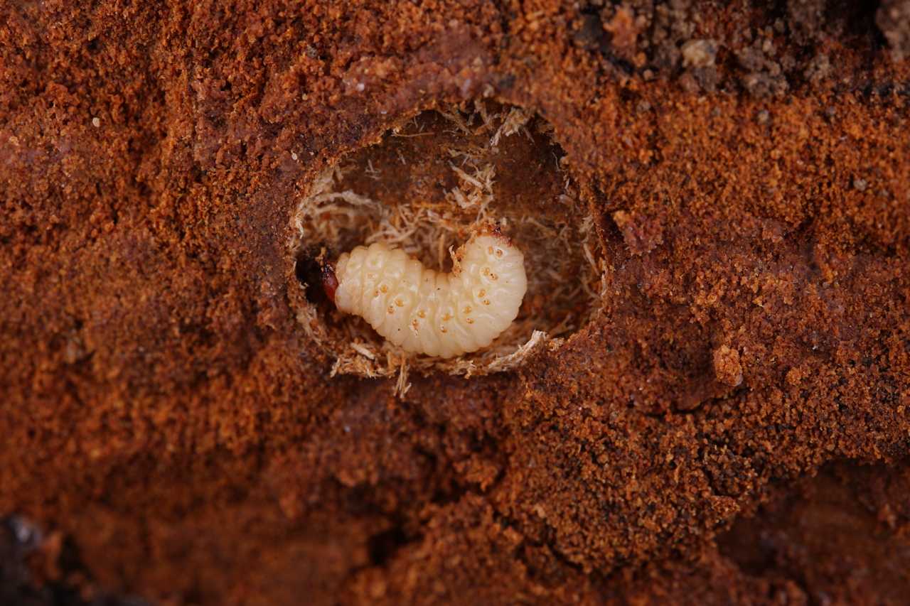 Perst Database Forest Pest Database - Forest Pest Database