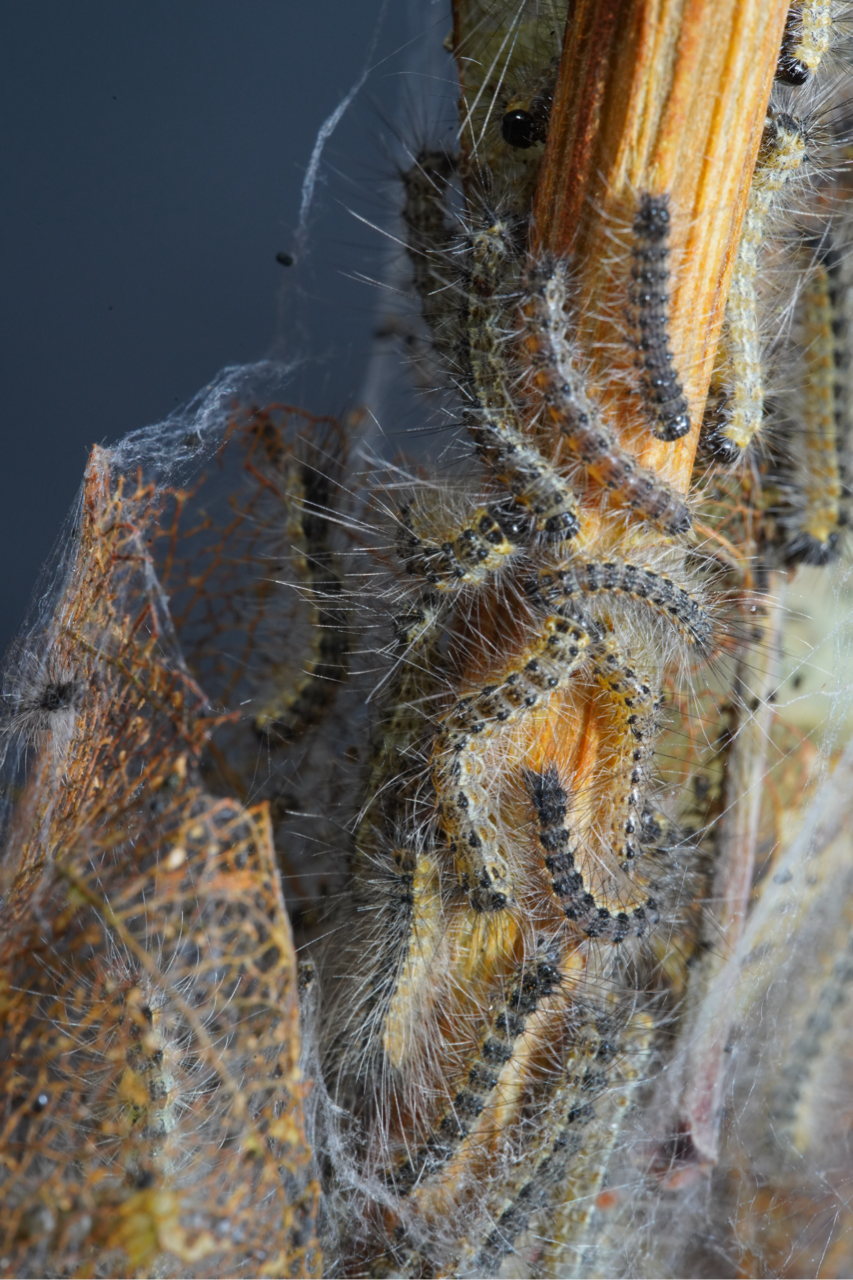 Perst Database Forest Pest Database - Forest Pest Database
