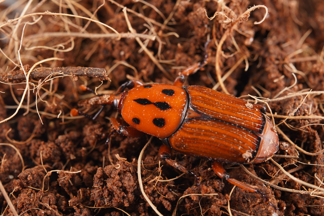 Perst Database Forest Pest Database - Forest Pest Database